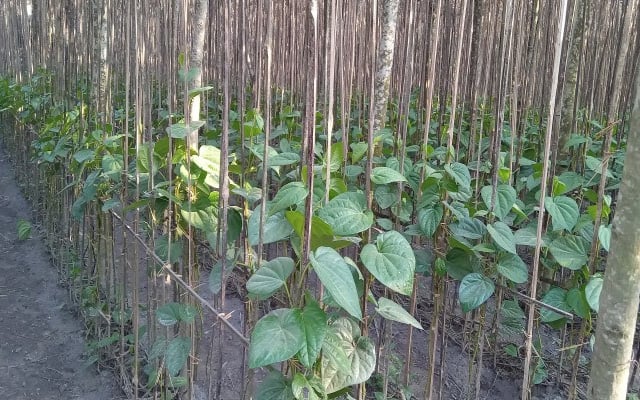 দিনাজপুর হাকিমপুরে তাপদাহে পান বরজ রক্ষায় সেচ দিয়ে পানি দেয়া হচ্ছে
