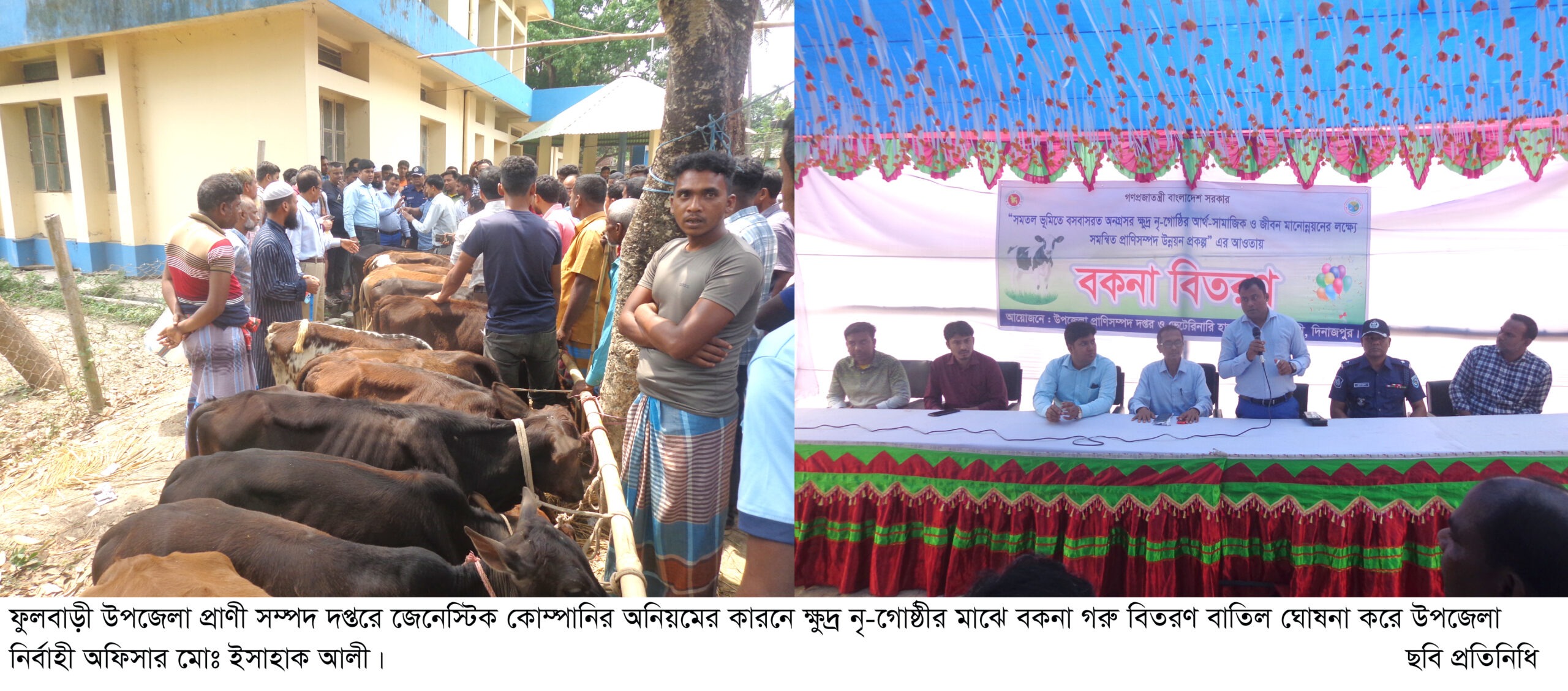 ফুলবাড়ীতে প্রাণী সম্পদ বিভাগের ক্ষুদ্র নৃ-গোষ্ঠীর মাঝে বকনা গরু বিতরণ বাতিল