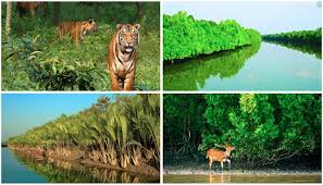 বিশ্ব ঐতিহ্য সুন্দরবনে বেড়েছে বাঘ ও তার খাদ্যপ্রাণীর সংখ্যা: চলমান জরিপে মিলছে উৎসাহজনক তথ্য